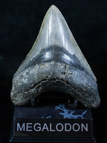 Wide And Sharp Inch Megalodon Tooth #3916